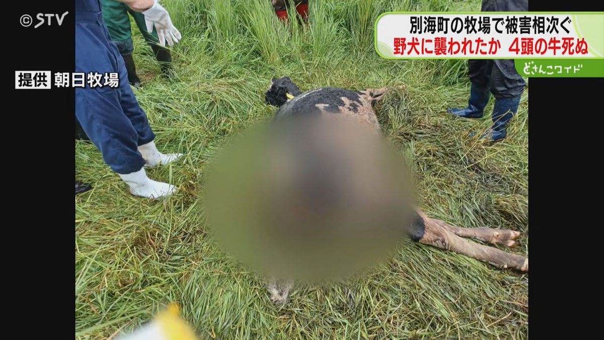 クマの次は…牧場の牛４頭が死ぬ　野犬に襲われたか　現場に「たくさんの足跡」　北海道別海町