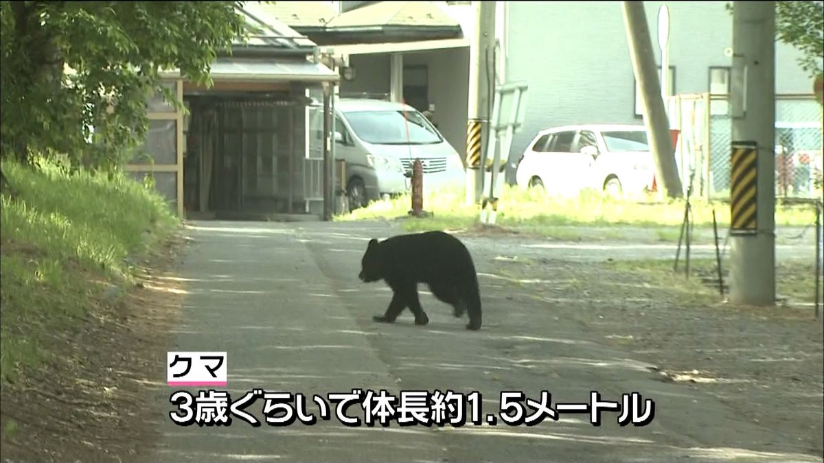 市街地でクマ目撃情報が相次ぐ　塩尻市