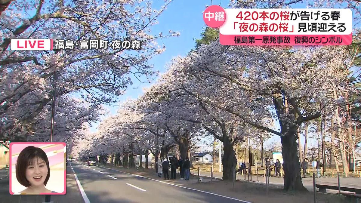 原発事故から14回目の春　復興のシンボル｢夜の森の桜｣見頃迎える　福島・富岡町
