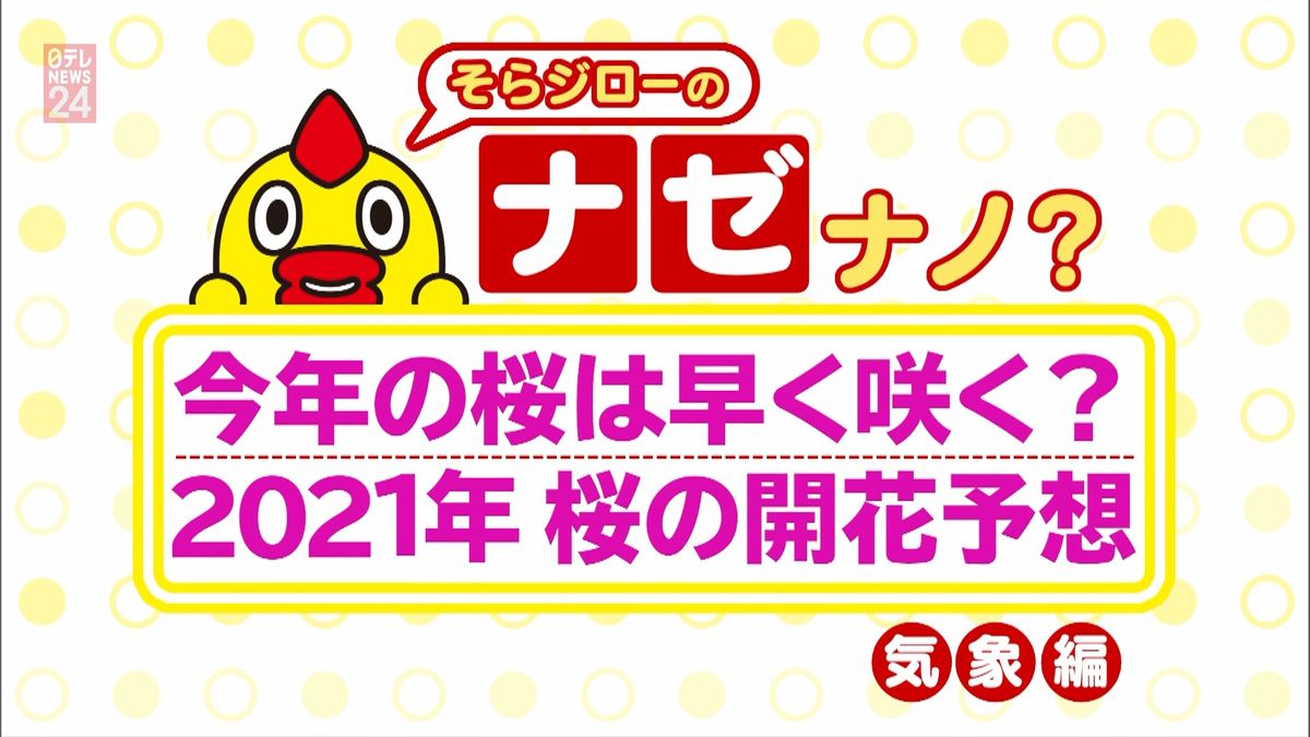 今年の桜は早く咲く？桜前線予想は？：天気