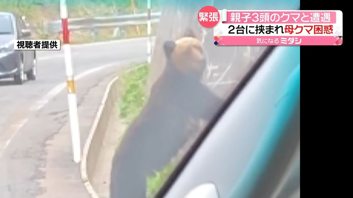 運転中に“ヒグマ”3頭と遭遇…親子か　専門家「子グマを守る時期、刺激しないで…」　北海道