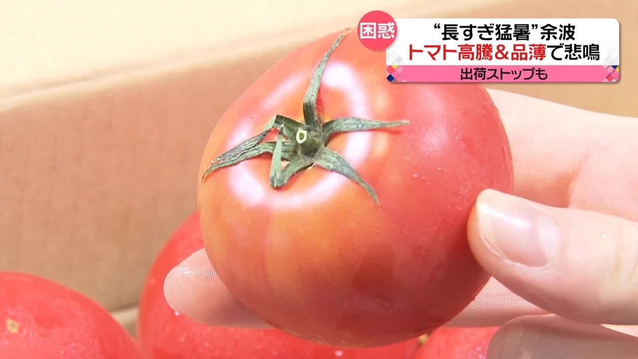 長すぎた猛暑の余波　野菜が軒並み高騰　トマトは「高温障害」で品薄＆高騰で…