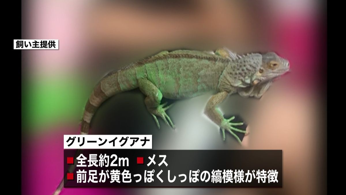 全長およそ２ｍ…イグアナが逃げ出す　埼玉