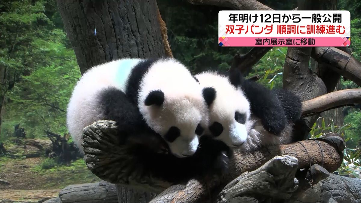 上野動物園双子パンダ　一般公開に向け訓練