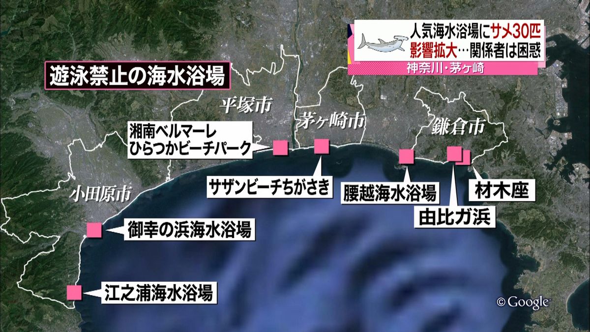 サメ３０匹　茅ヶ崎、鎌倉７か所で遊泳禁止