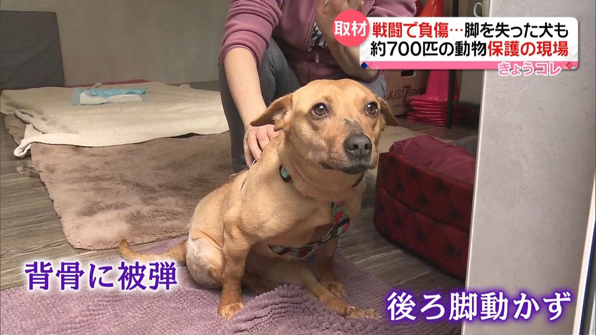 脚失った犬も…戦闘で大けがをしたペット保護の現場　ウクライナの飼い主に“つらい選択”も