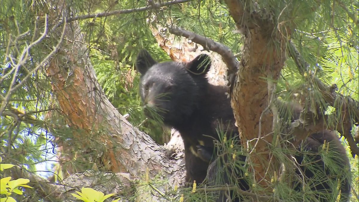 【警戒】今年度5例目のクマ被害　新潟県がクマ出没警戒警報を発表《新潟》