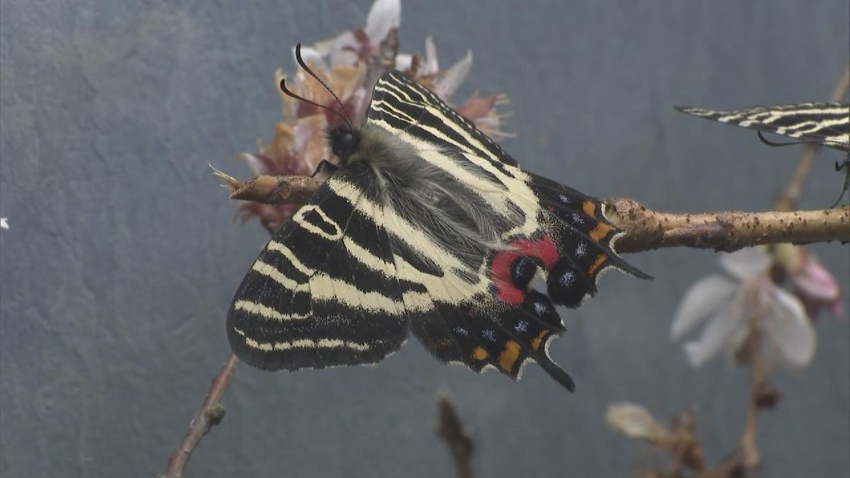 春の訪れを告げる「ギフチョウ」　一足早く羽化　岐阜市