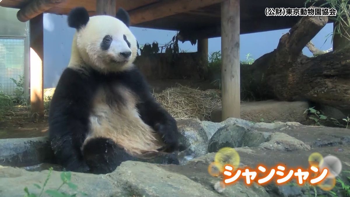 上野動物園　シャンシャンの水浴び映像公開