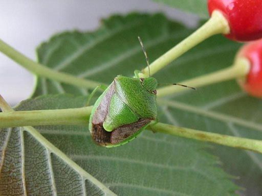 ナシやカキなどに被害拡大懸念 果樹カメムシに対する注意報発表 今シーズン初