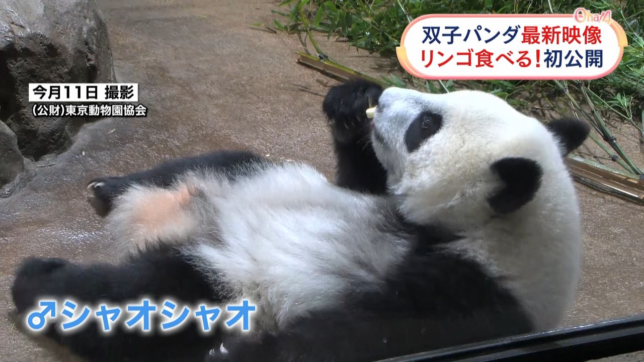 上野動物園 双子のジャイアントパンダ「シャオシャオ」「レイレイ