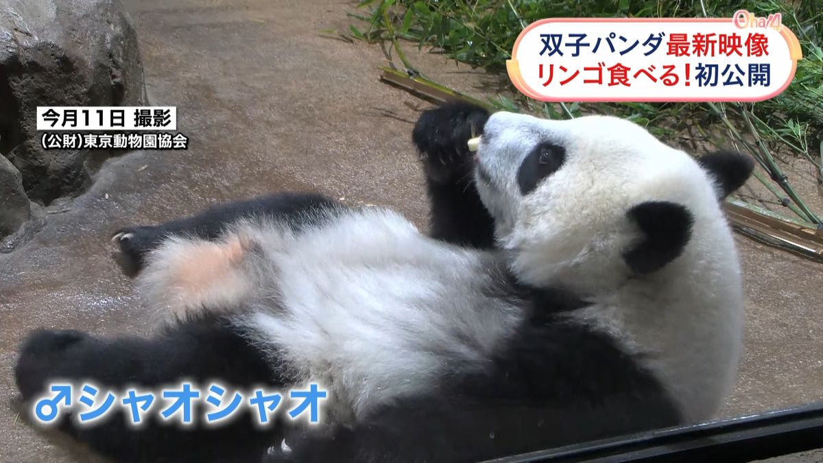上野の双子パンダ最新映像　リンゴ食べる様子を初公開
