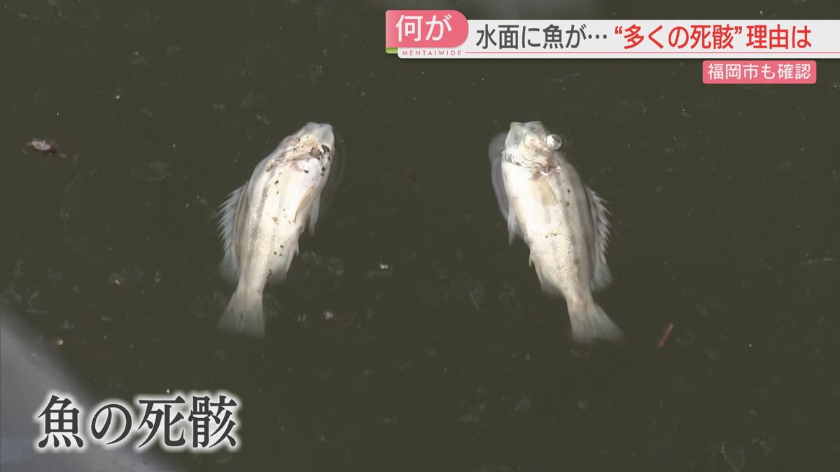 福岡市の川で魚が死ぬ