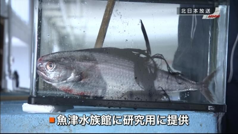 珍しい海の魚“ベンテンウオ”水揚げ　富山