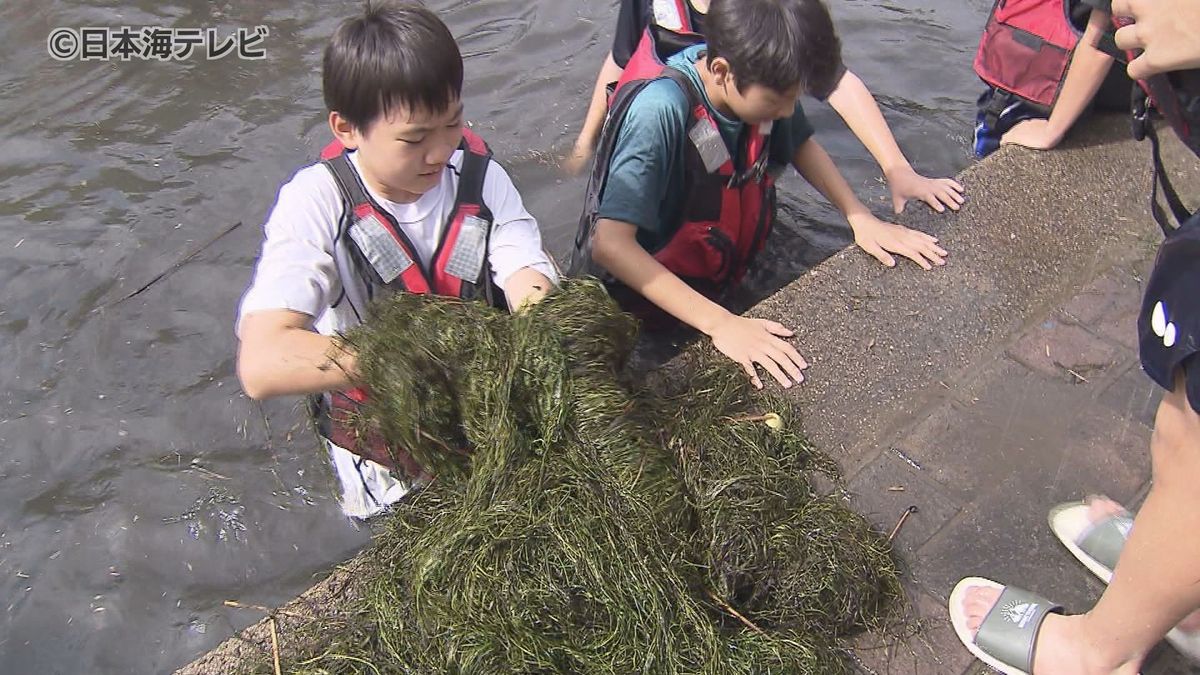 増えすぎた水草を刈り取る！　地元の小中学生が川に悪影響を及ぼす水草を刈る体験　島根県松江市