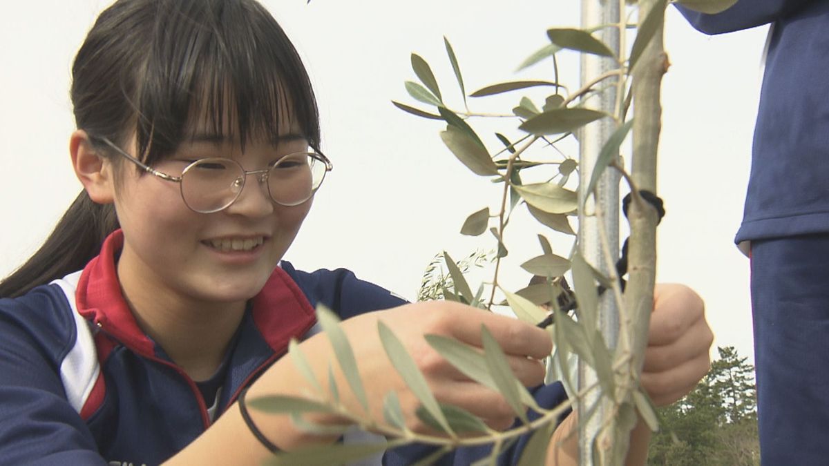 オリーブを使ってピザも 産地化目指す三里浜砂丘地で中学生が苗植え 収穫が楽しみ