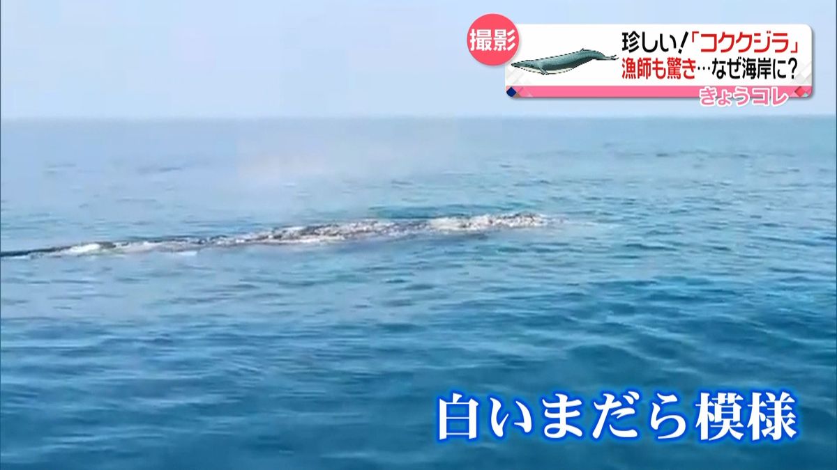 「コククジラ」を目撃　石川・かほく市沖