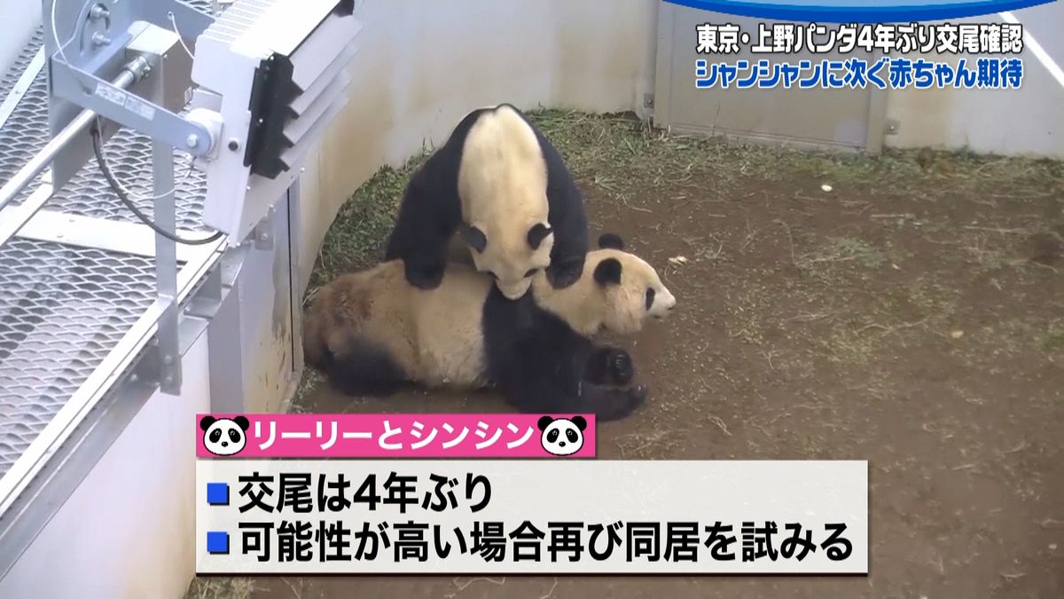 上野動物園　パンダ“４年ぶり”の交尾確認