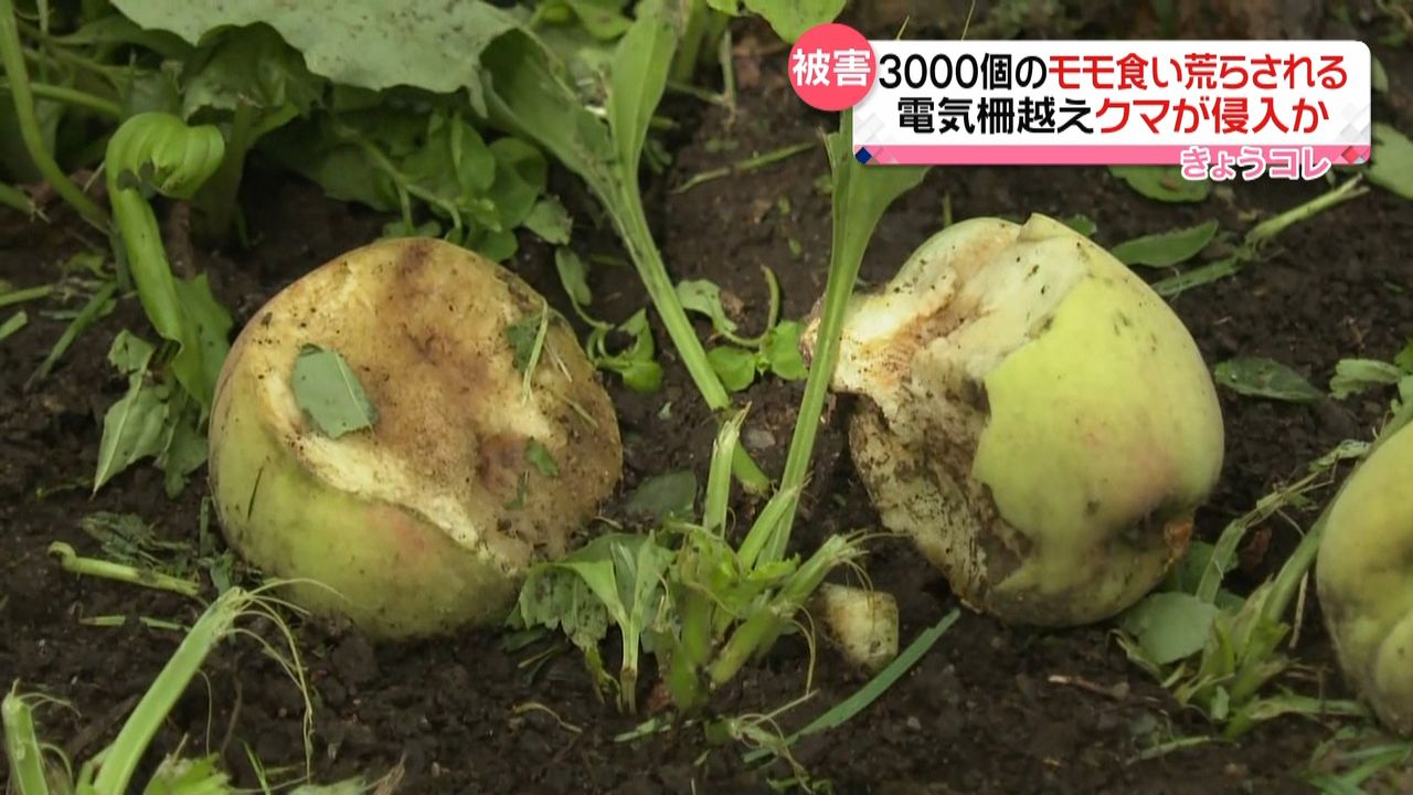 モモ“3100個”食い荒らされる　果樹園にクマ侵入か　秋田・大館市