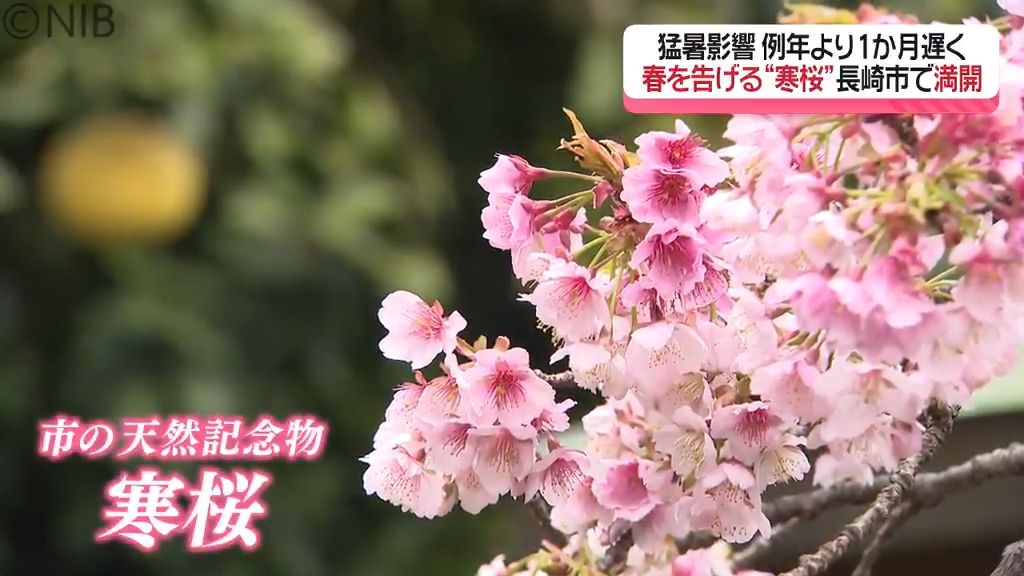 ようやく春の便り　西山神社で長崎市の天然記念物 “寒桜” 例年の1か月遅れで見ごろ《長崎》