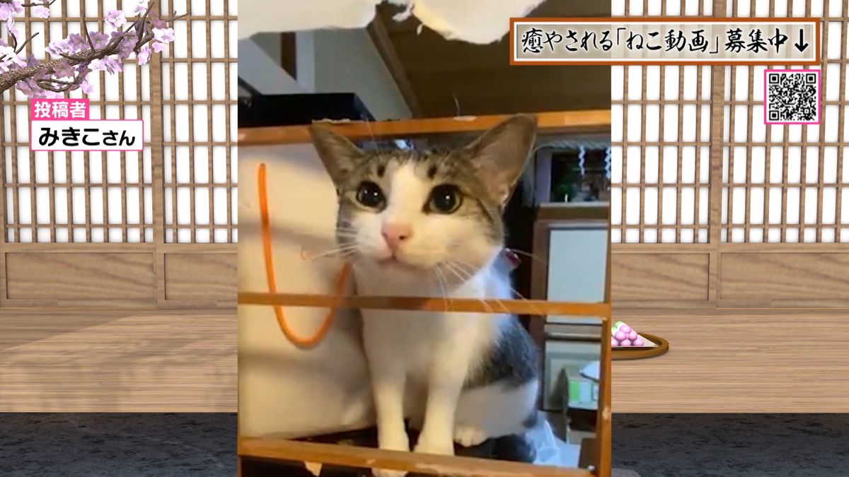 猪突猛進！障子があっても突き進む猫