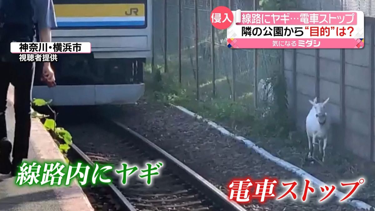 線路にヤギ侵入し電車ストップ　隣の公園で草を食べていたら…