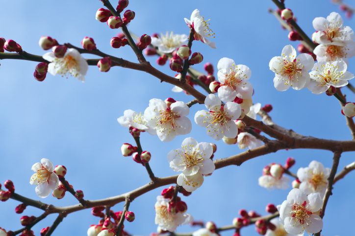 銚子でウメが開花　関東では今シーズン初