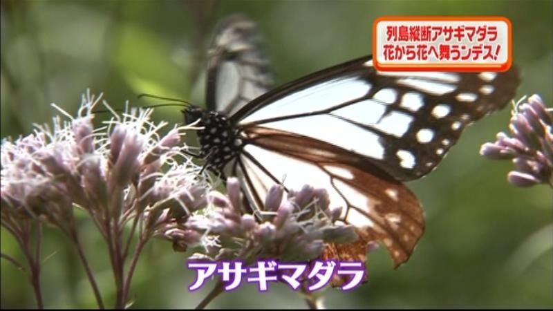 日本縦断“渡り蝶”アサギマダラが姫島村に