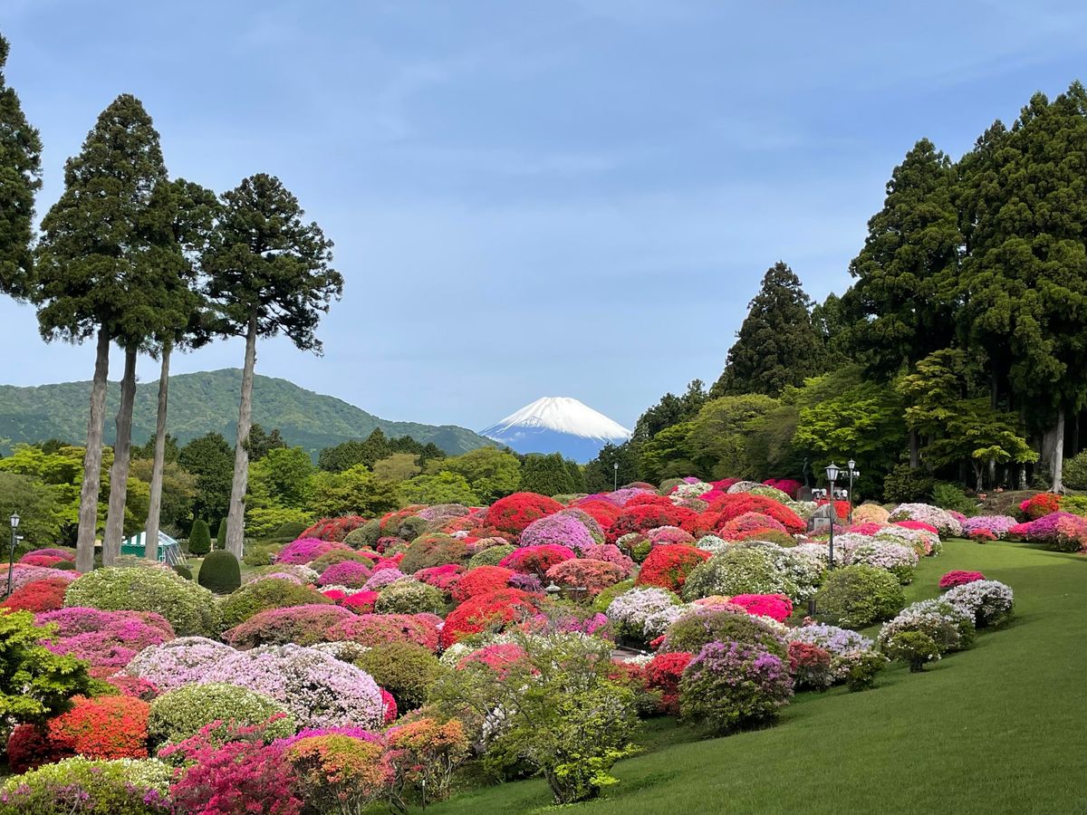 箱根・山のホテル　初夏の花「ツツジ」見頃迎える