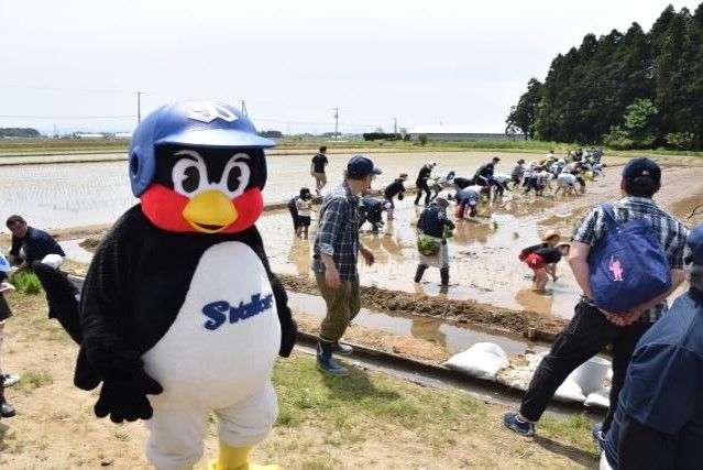 燕市つば九郎残留に「変わらぬ縁（燕）で」