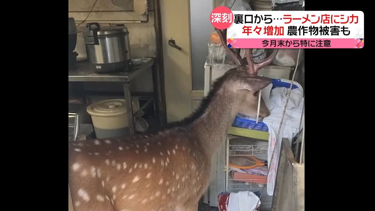 ラーメン店で「シカ」が物色？　店主「角でばーんと…」　福岡…相次ぐ被害　月末からの繁殖期は要注意