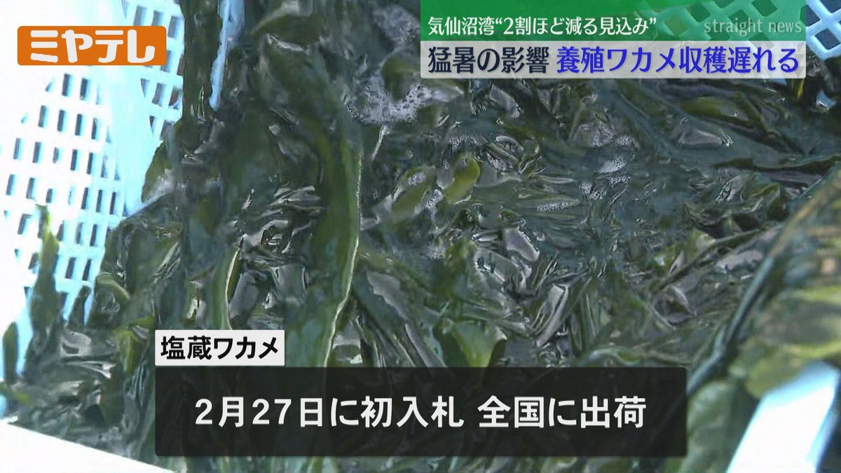 【去年の猛暑の影響】例年より2週間ほど遅い「養殖ワカメ」の収穫（宮城・気仙沼湾）