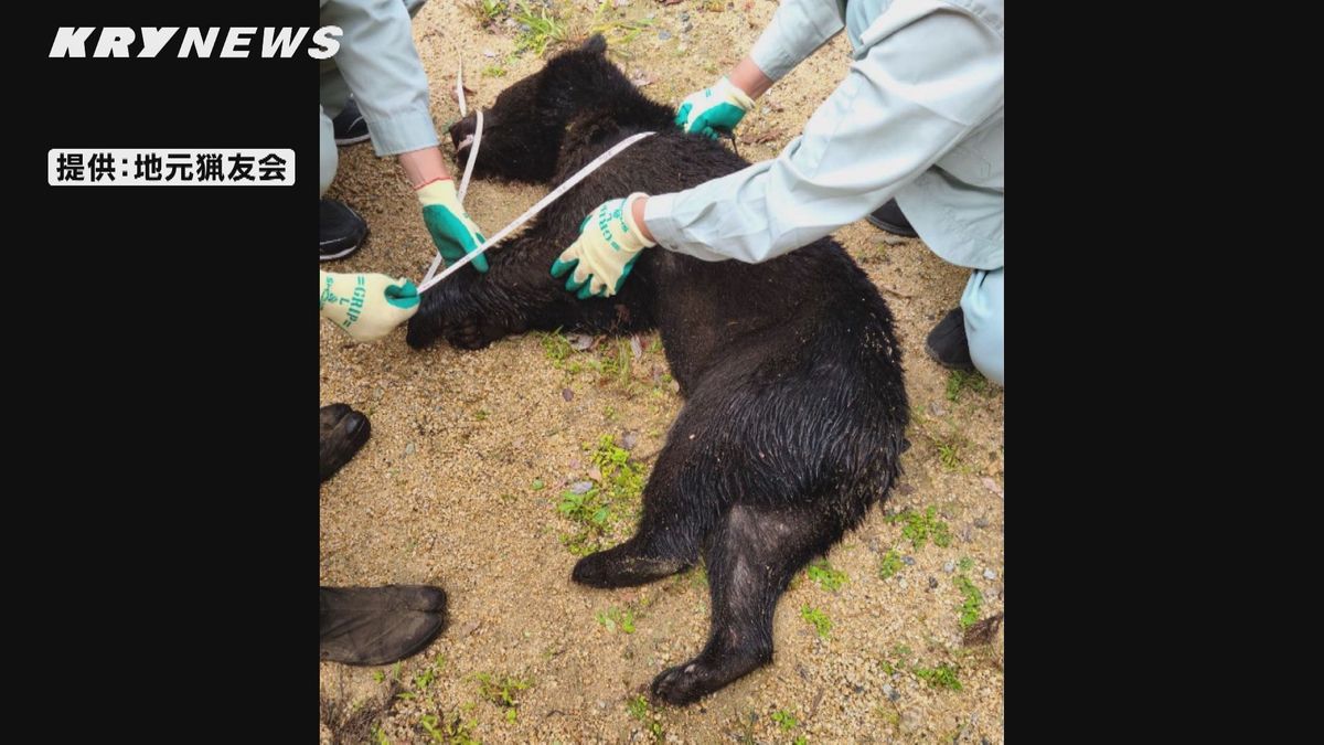 クマ1頭を捕獲…痕跡確認や目撃情報相次ぐ岩国市美和町　クマはその後、殺処分に