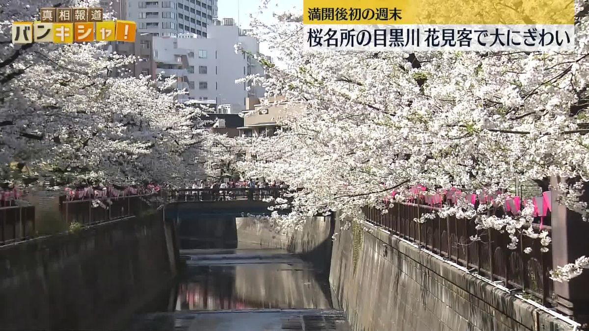 東京は満開後初の週末　桜名所の目黒川は花見客で大にぎわい