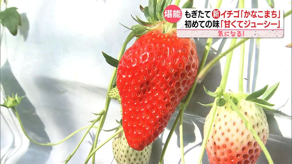 35年ぶり…神奈川県で新品種も！　イチゴ戦国時代…生き残りは？
