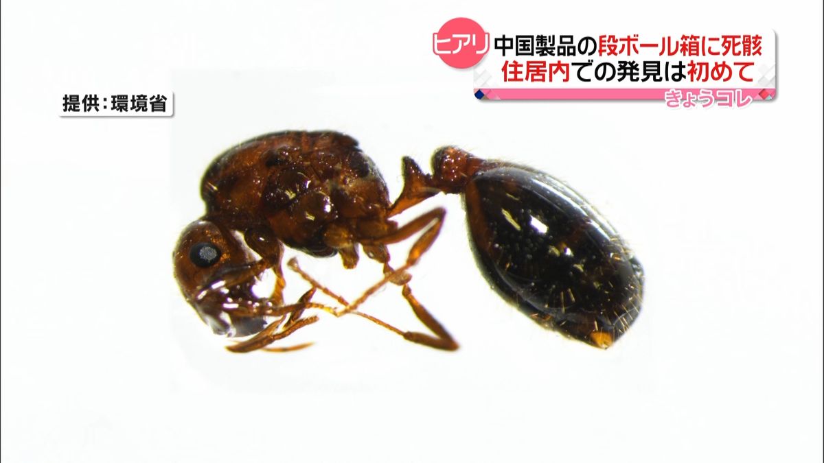 住居内で初“強毒”ヒアリ死骸発見　大阪