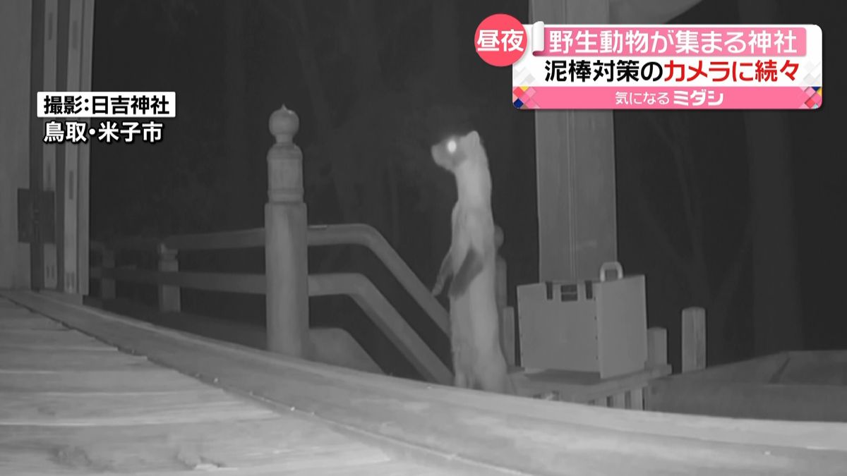 野生動物が神社で“参拝”？　さい銭泥棒対策の防犯カメラに映っていたのは…