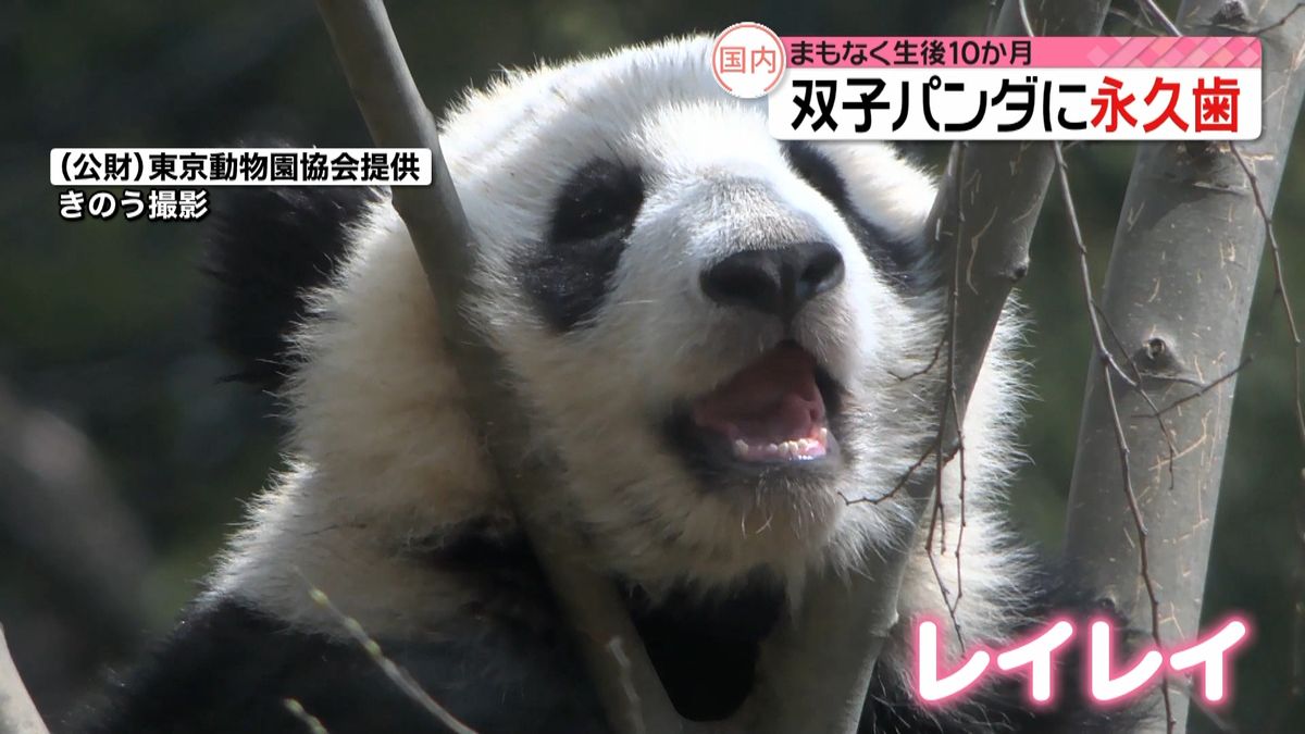 上野動物園の双子パンダに永久歯が生える　園の担当者「成長の証しなので嬉しい」