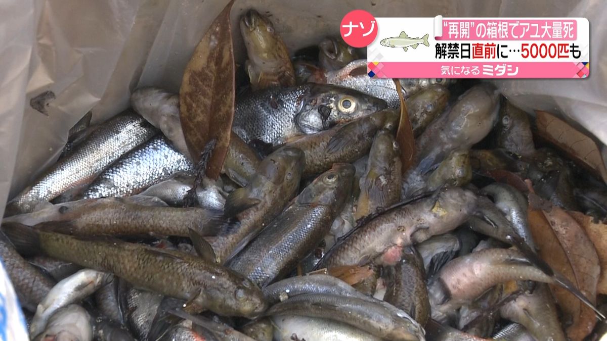 アユ全滅も？箱根町で魚５千匹が大量死ナゼ