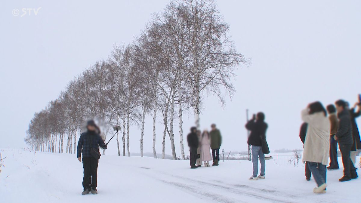 人気のシラカバ並木（北海道美瑛町）