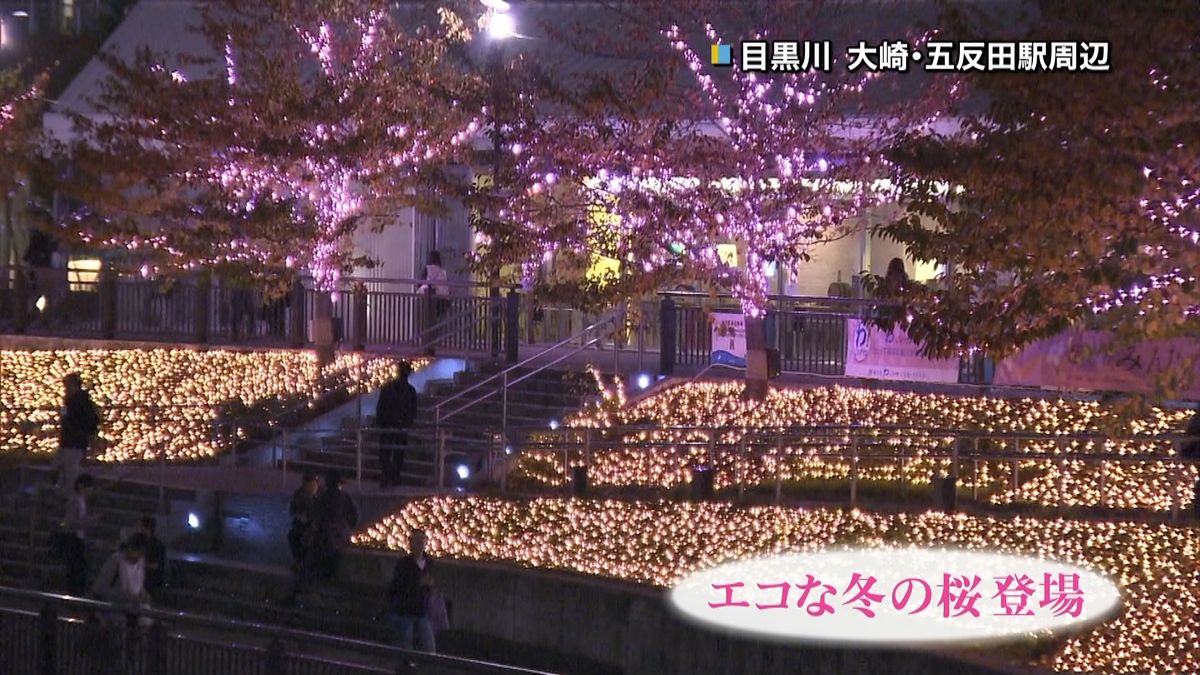 エコな明かりで…目黒川に桜色ＬＥＤイルミ