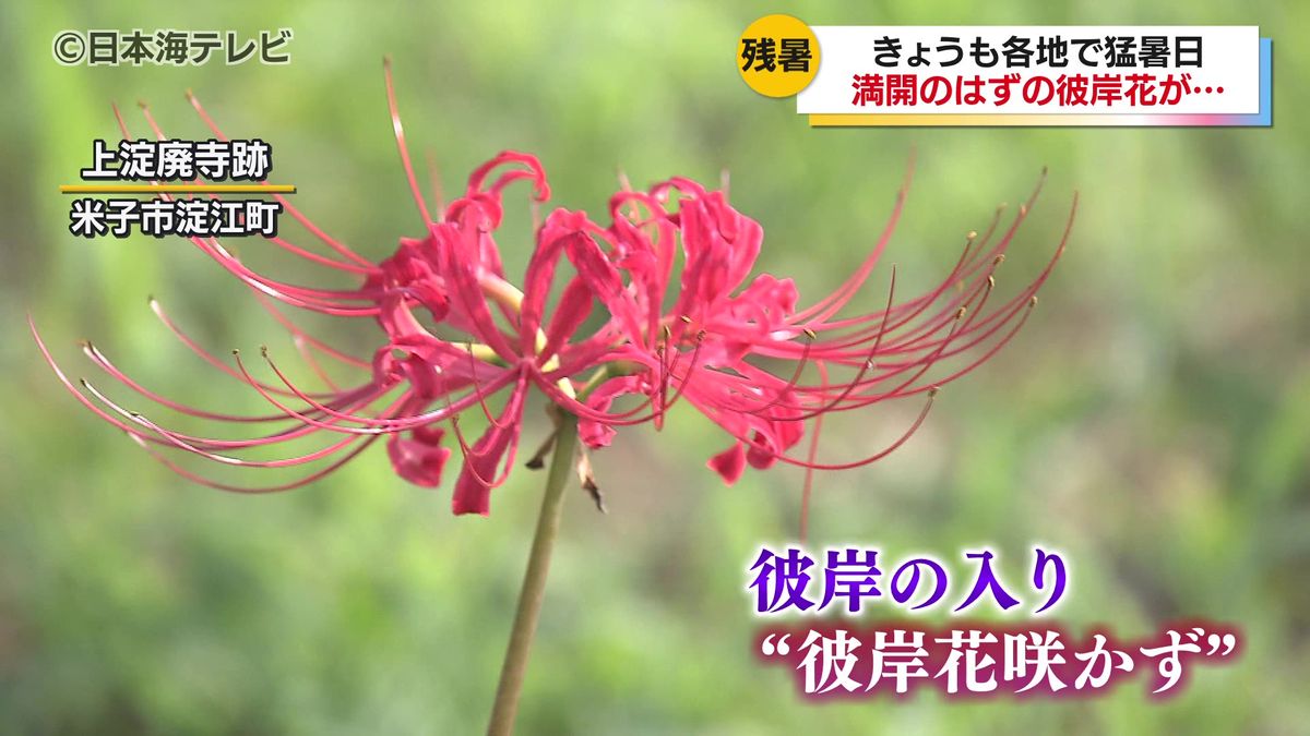 「暑さ寒さも彼岸まで」といわれますが…　連日の暑さで彼岸花の開花が遅れる　鳥取県米子市