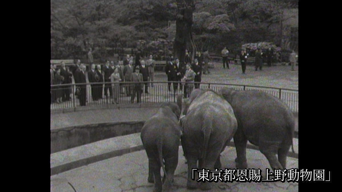 1956(昭和31)年4月 上野動物園でゾウを見る昭和天皇と香淳皇后