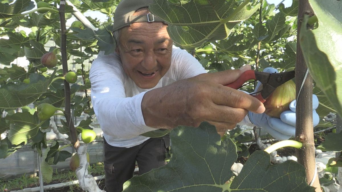 あま～い「若狭イチジク」収穫　皮が薄く実は柔らかいのが特徴　今年も出来栄え十分　若狭町や小浜市で栽培