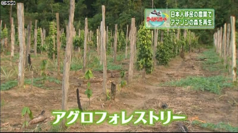 アマゾンの森を再生する日本人移民の農業