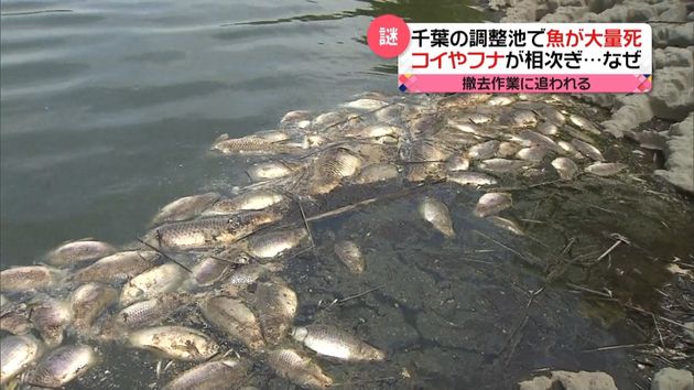 池でコイやフナ大量死 猛暑が原因か 千葉