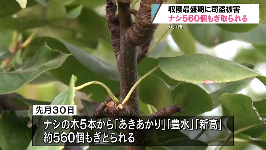 「大変ショックです」収獲最盛期に窃盗被害　ナシ560個もぎとられる　八戸市