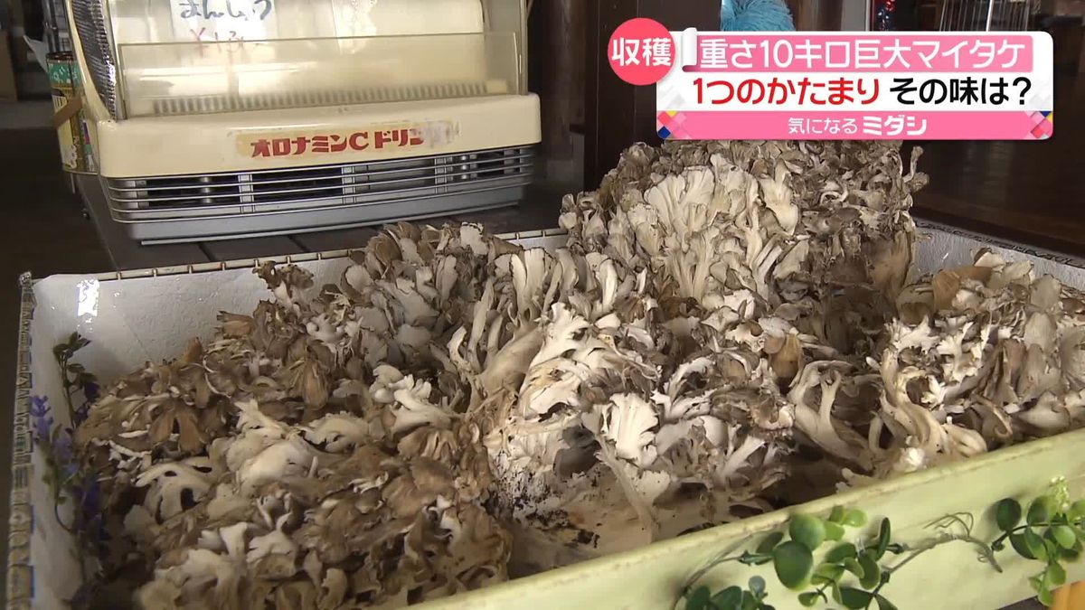 「肉厚でジューシー」　総重量約10キロ！巨大な天然マイタケ　八甲田山ろくで収穫　青森