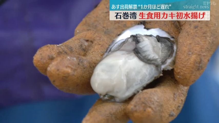 「小粒で身入りの良いカキ」宮城県産生食用カキ出荷解禁前に石巻湾で初水揚げ