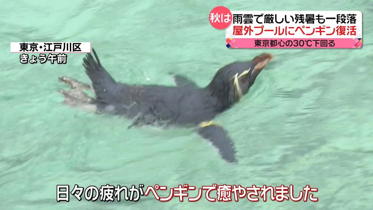 厳しい残暑も一段落　都心の気温30℃下回る　暑さに弱いペンギンも…久しぶりに屋外に